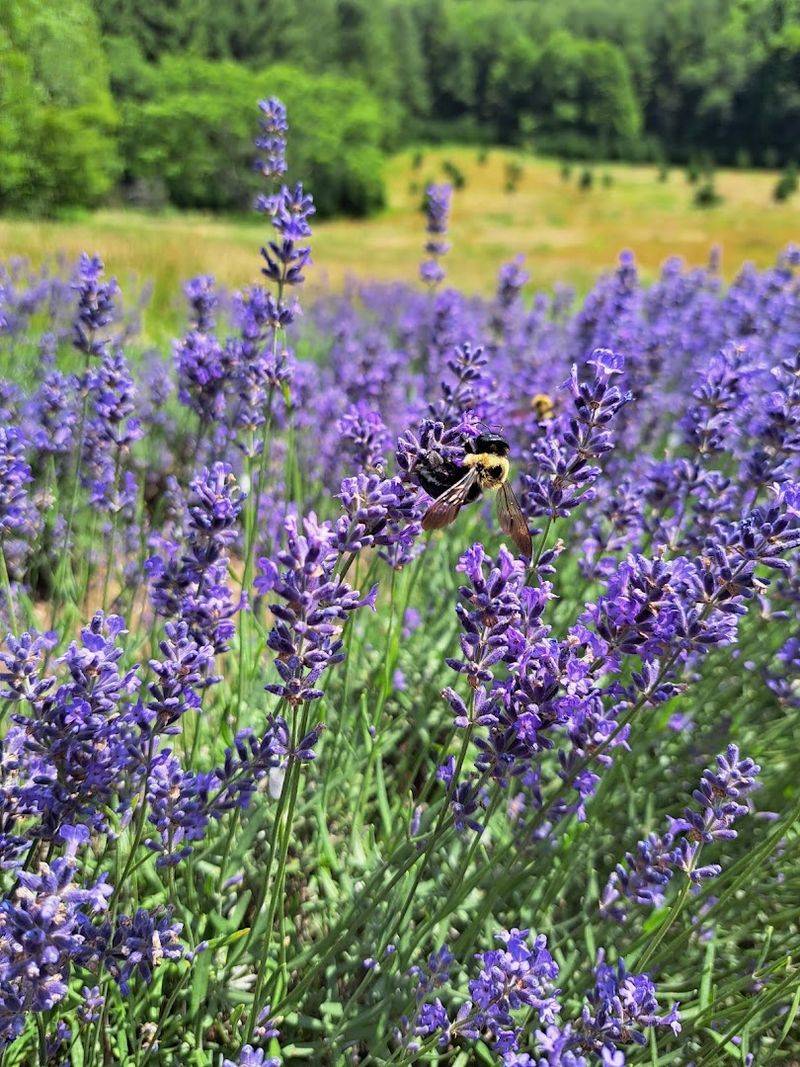 Check The Bloom Window Before Chasing The Purple View