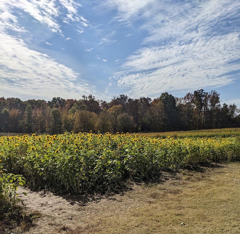 Wise Acres Organic Farm