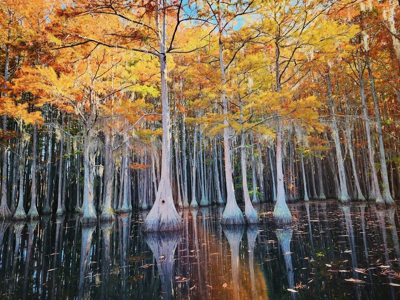 Fall Visits When The Cypress Trees Turn Golden