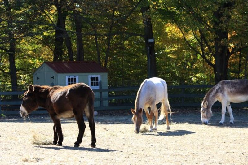 Ray Of Light Farm, East Haddam