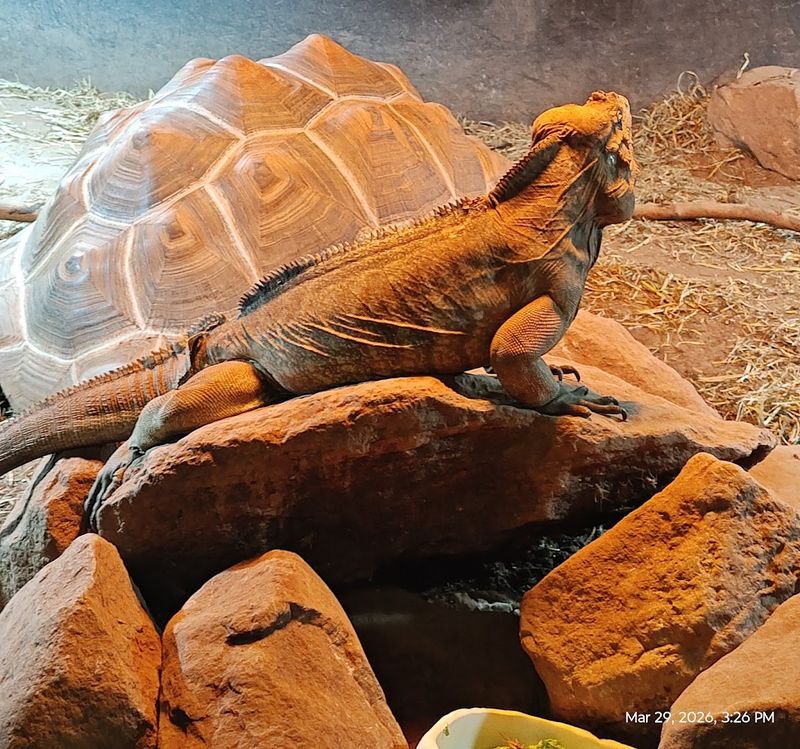 Riverside Reptiles Education Center, Enfield