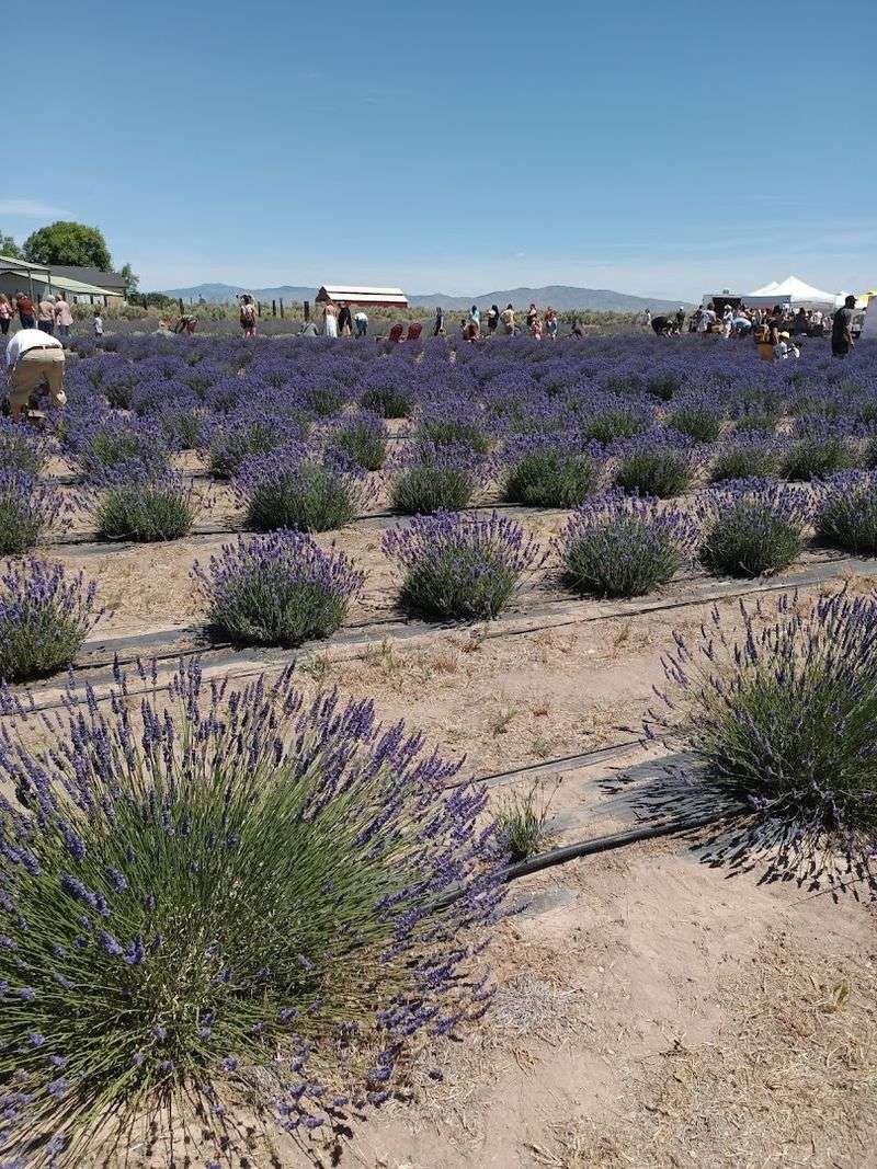 Vista Farms Lavender