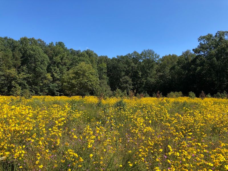 Watch The Open Fields Come Alive With Colorful Songbirds
