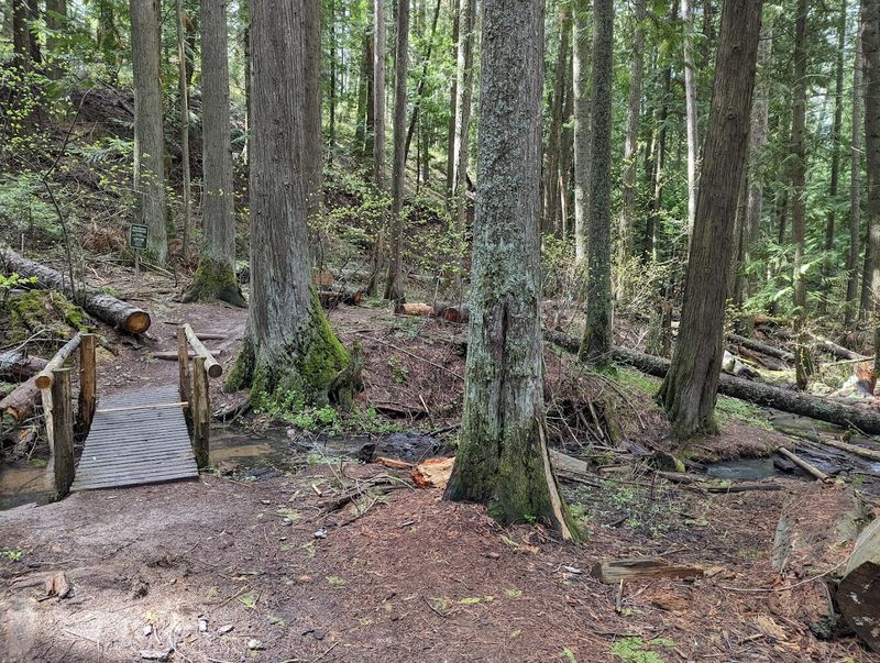 Let The Boardwalk Make The Woods Feel Storybook