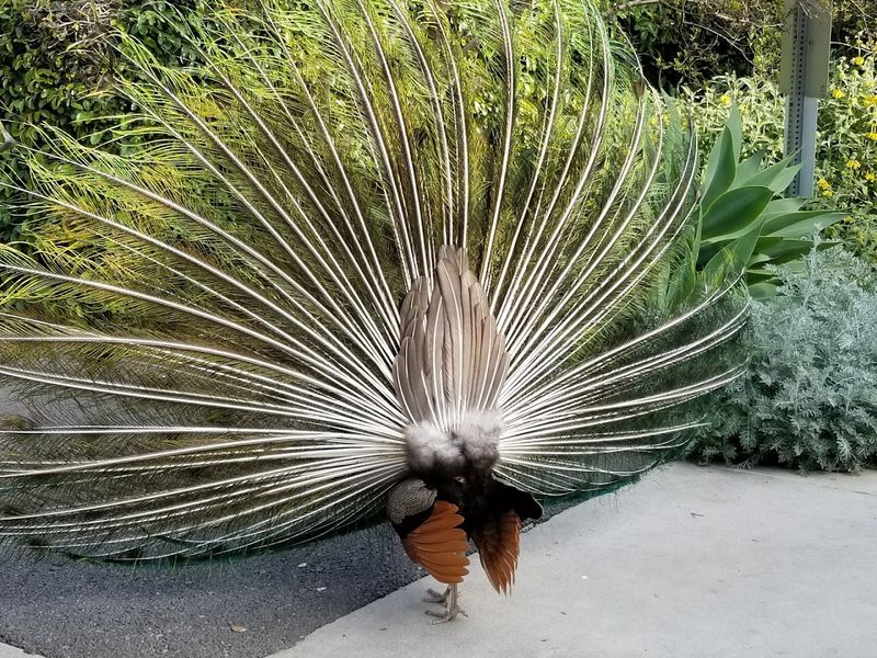 Keep Ten Feet Back Before The Birds Get Too Comfortable