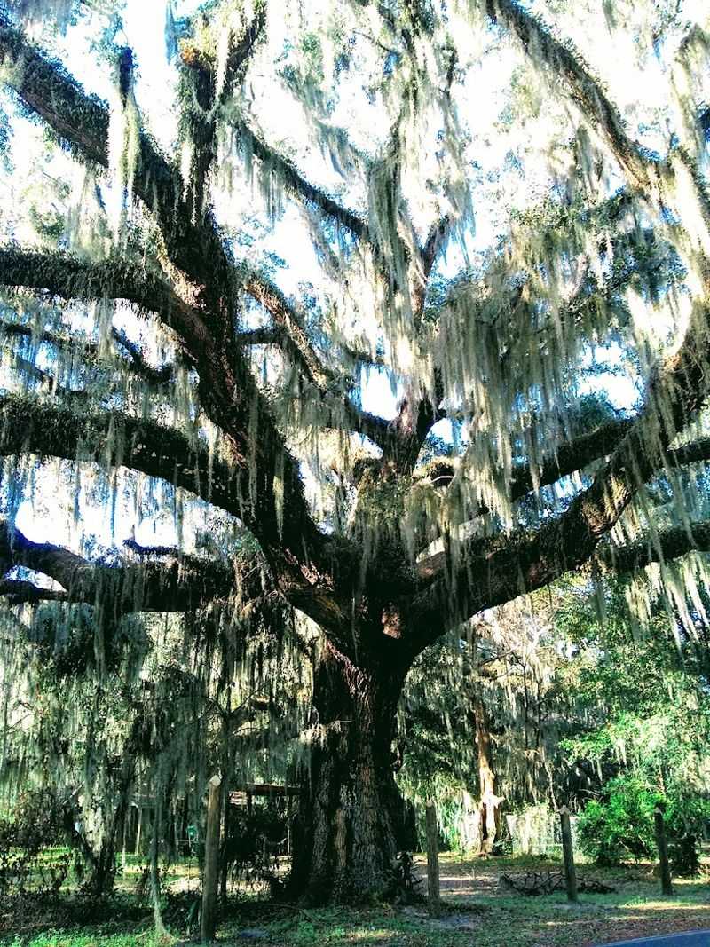 Ancient Live Oaks Draped In Spanish Moss
