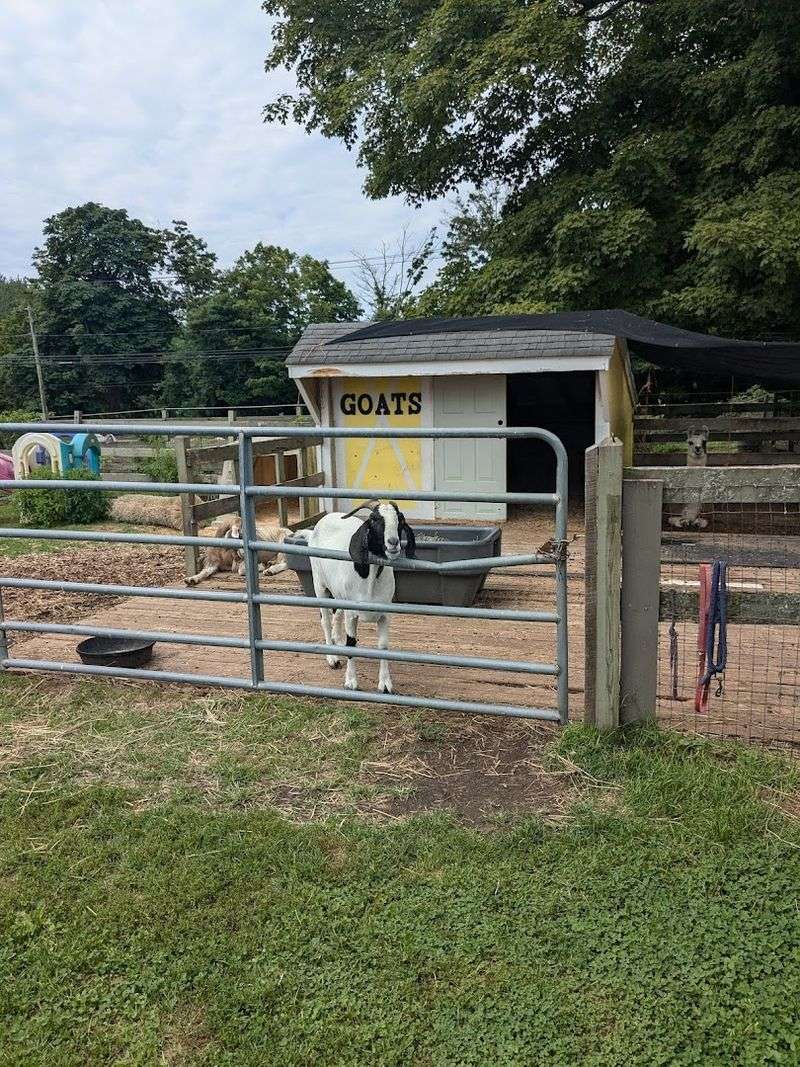 A Hidden Connecticut Farm Where Rescue Animals Make Every Visit Feel Special - Decor Hint Goats, Horses, Donkeys, And More