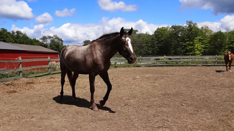 A Hidden Connecticut Farm Where Rescue Animals Make Every Visit Feel Special - Decor Hint Seasonal Programs Worth Checking