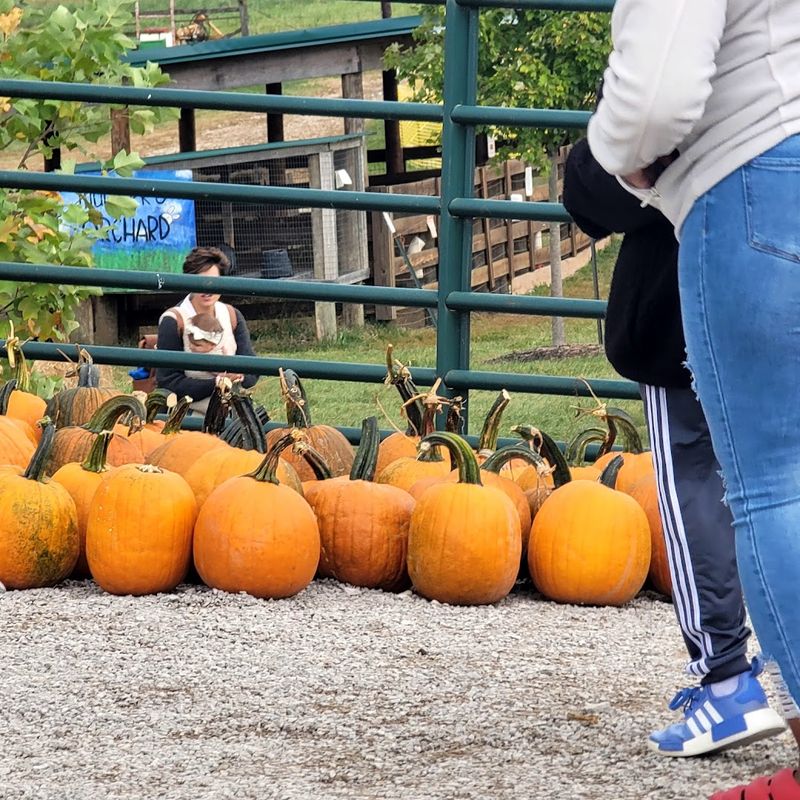 A Pumpkin Patch Worth The Drive Across Kentucky