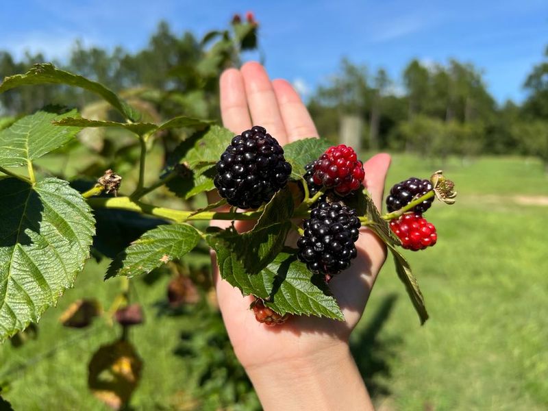 Ripe Blackberries Straight From The Bush