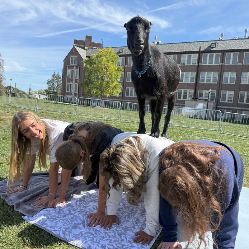 This Connecticut Animal Sanctuary Is Worth Visiting For Its One-Of-A-Kind Animal Yoga Sessions - Decor Hint Playful Goat Yoga Inside A Rustic Setting