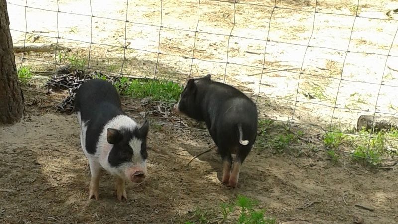 Farm Animals That Kids Absolutely Love