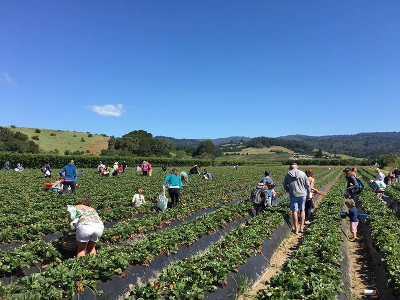 Live Earth Farm, Watsonville