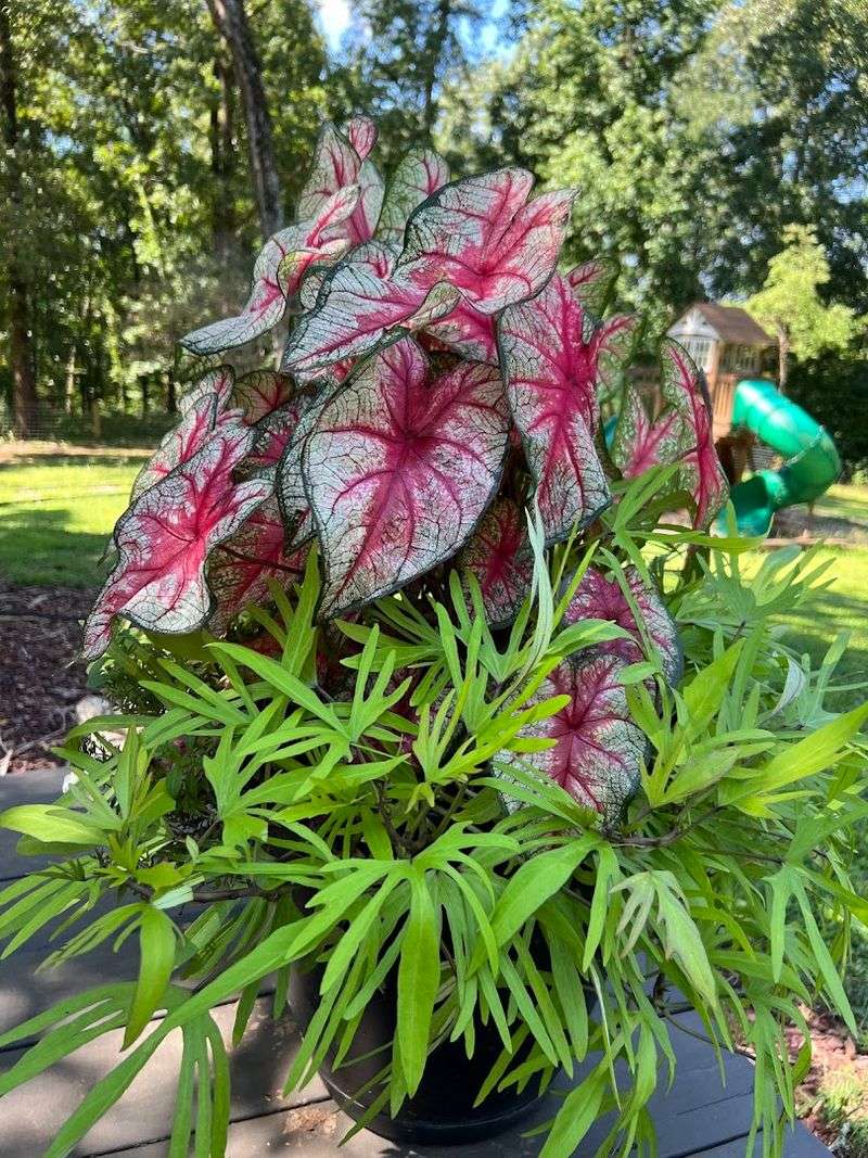 This Hidden Georgia Flower Farm Is A Colorful Escape Of Blooms, Greenhouses, And Garden Charm - Decor Hint When To Visit And What To Expect On Your First Trip