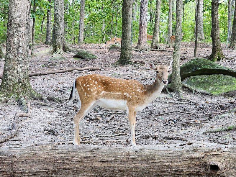 This Incredible Wildlife Sanctuary In Georgia Is Perfect For Families - Decor Hint The One-Mile Trail Through 25 Acres Is Gorgeous