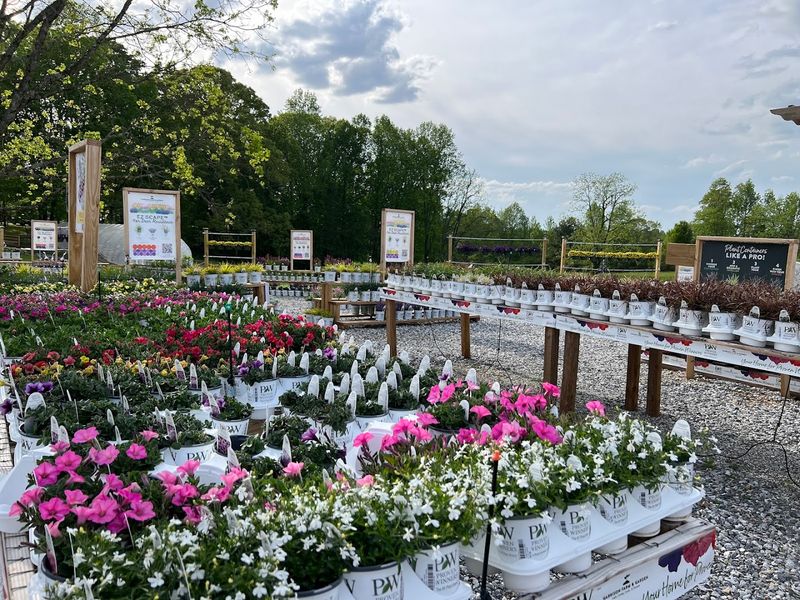 This Hidden Georgia Flower Farm Is A Colorful Escape Of Blooms, Greenhouses, And Garden Charm - Decor Hint Annuals That Bring Season-Long Color Without The Fuss