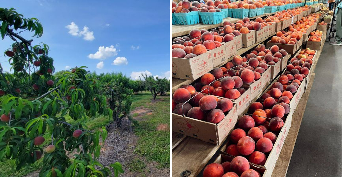 Georgia Peach Season Is Here And These Orchards Are Worth A Sunny Summer Drive - Decor Hint