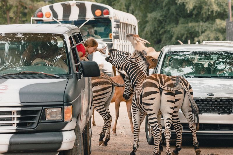 9 Wildlife Sanctuaries In Georgia That Let You Meet Animals Up Close - Decor Hint Wild Animal Safari, Pine Mountain