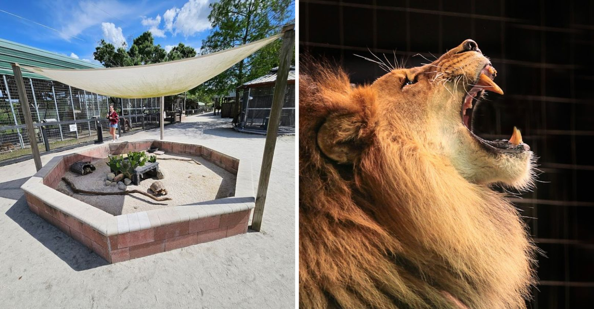 Get Face To Face With Lions And Tigers At This Florida Big Cat Sanctuary - Decor Hint