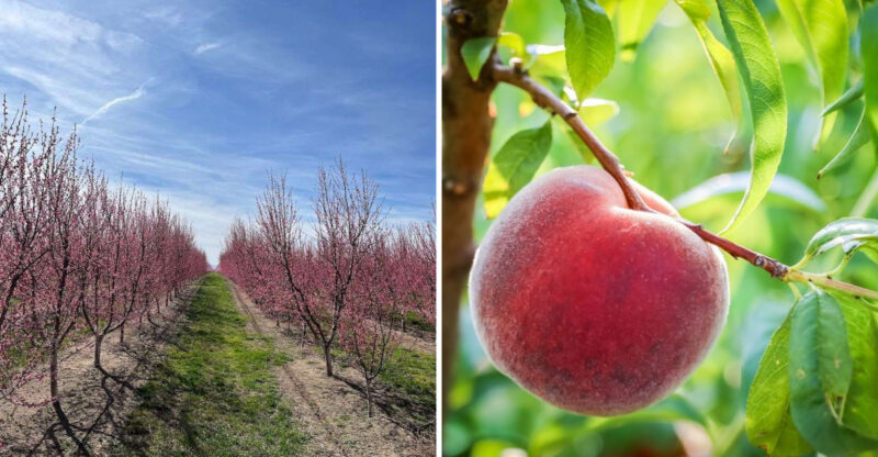 Get Ready For Peach Season At This Idaho Orchard That Is Worth The Drive