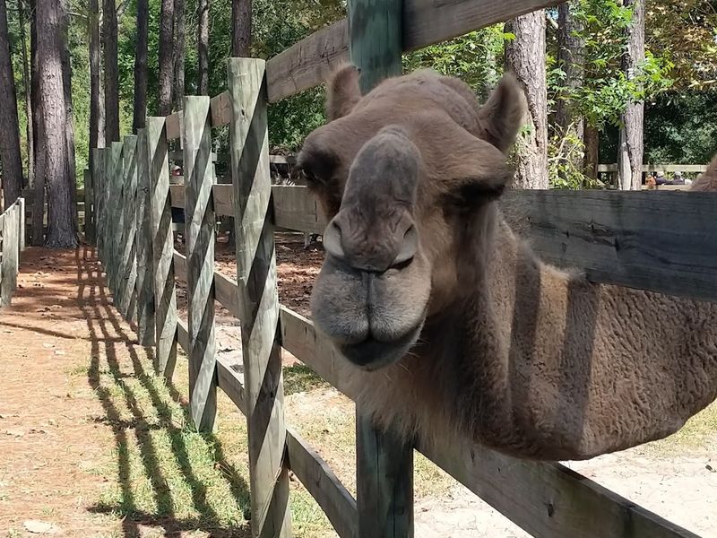 Other Animals Roaming The Property