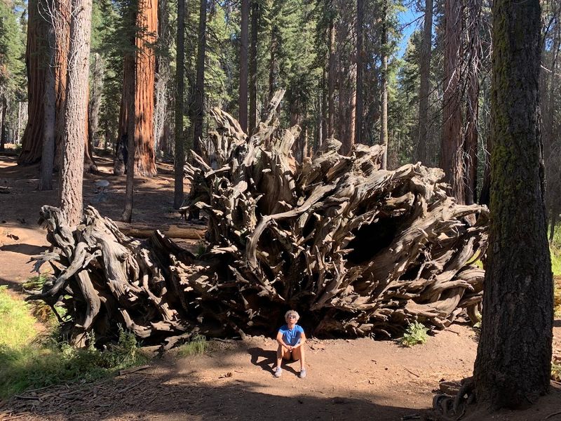 Congress Trail Adds More Sequoia Drama