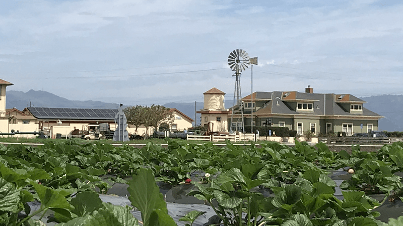 12 California Places Built Around One Very Specific Industry - Decor Hint Salinas, Leafy Greens