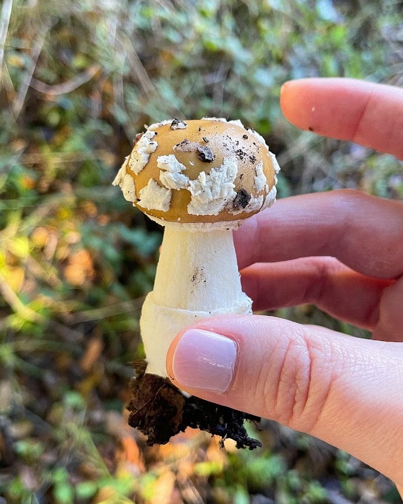 This California Foraging Adventure Turns Bay Area Parks And Beaches Into A Wild Food Classroom - Decor Hint Learn How To Identify Finds Safely