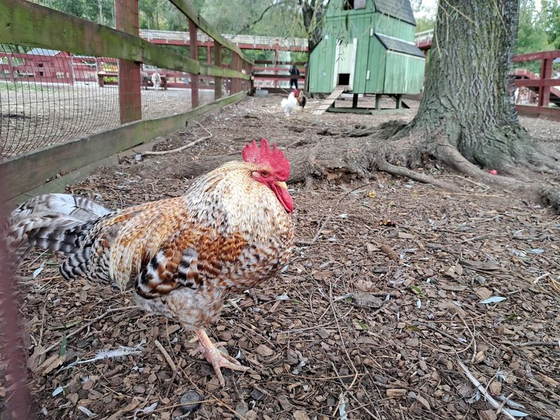 The Apple Cider Donuts Are Only The Beginning At This Connecticut Orchard - Decor Hint The Animal Farm Adds Another Full Experience
