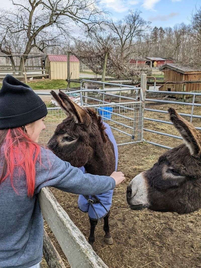 A Hidden Connecticut Farm Where Rescue Animals Make Every Visit Feel Special - Decor Hint A Sweet Stop For Animal Lovers