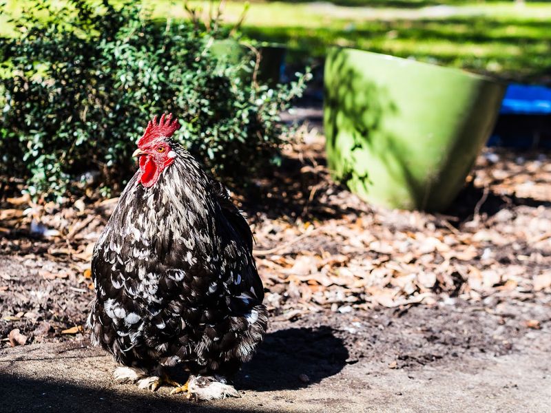 Chickens And Turkeys Who Demand Equal Billing