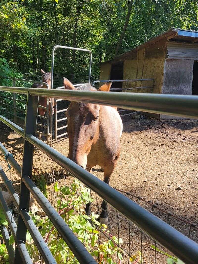 Blue Spruce Farm, Monroe