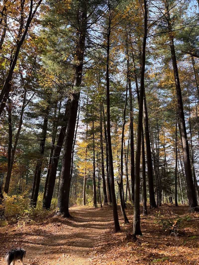Rocky Woodland Trails