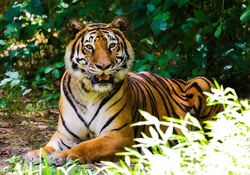 This North Carolina Sanctuary Gives Rescued Tigers A Permanent Home And Only Lets Visitors Inside On Guided Tours - Decor Hint Hear The Individual Rescue Story Behind Every Wild Cat