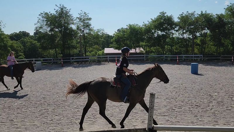 Well-Trained Horses For All Levels