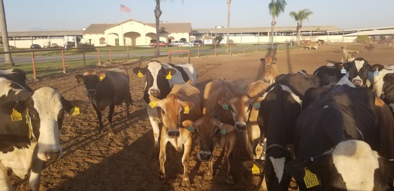 These California Towns Keep Their Portuguese Heritage Alive Through Food, Festivals, And Tradition - Decor Hint Tulare, Azorean Dairy Families And Annual Heritage Events