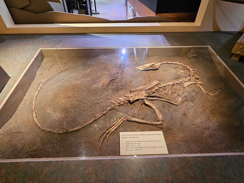 Dinosaur State Park, Rocky Hill