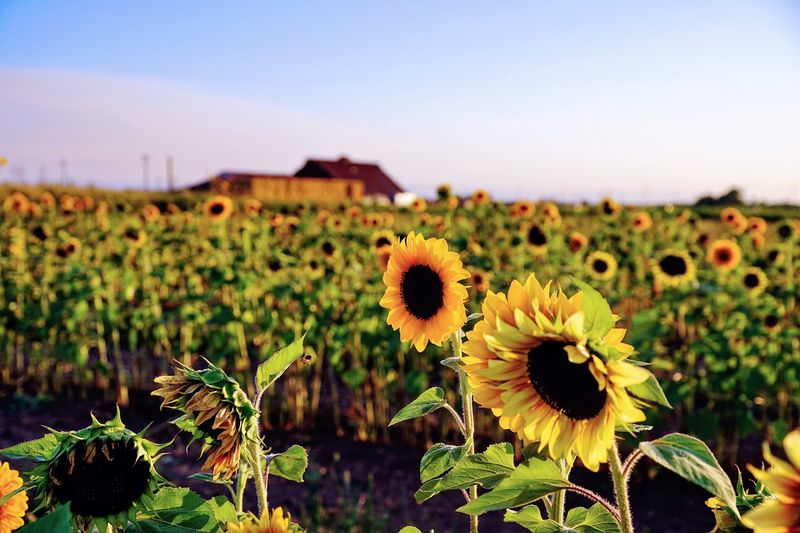 Dutch Hollow Farms, Modesto