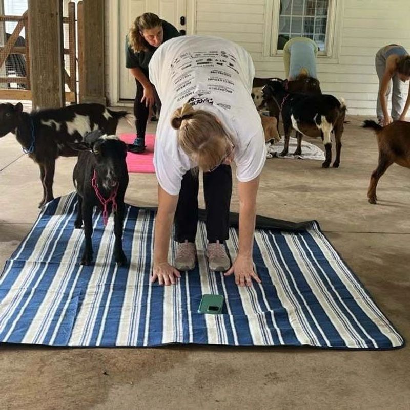 This Connecticut Animal Sanctuary Is Worth Visiting For Its One-Of-A-Kind Animal Yoga Sessions - Decor Hint Seasonal Classes With Plenty Of Farm Personality