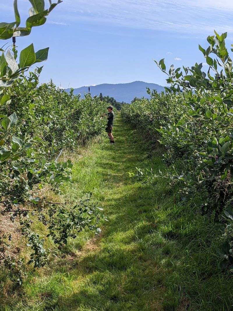 Shingle Mill Blueberry Farm, Sandpoint
