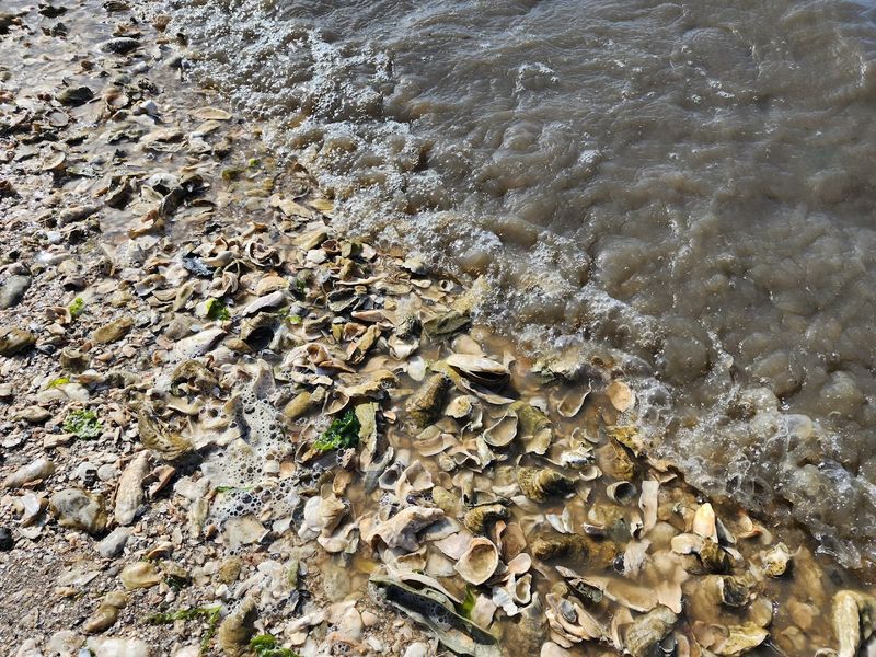 Head To This Underrated Georgia Beach For An Incredible Fossil Hunting Adventure - Decor Hint The Shell-Covered Shore That Stops You In Your Tracks