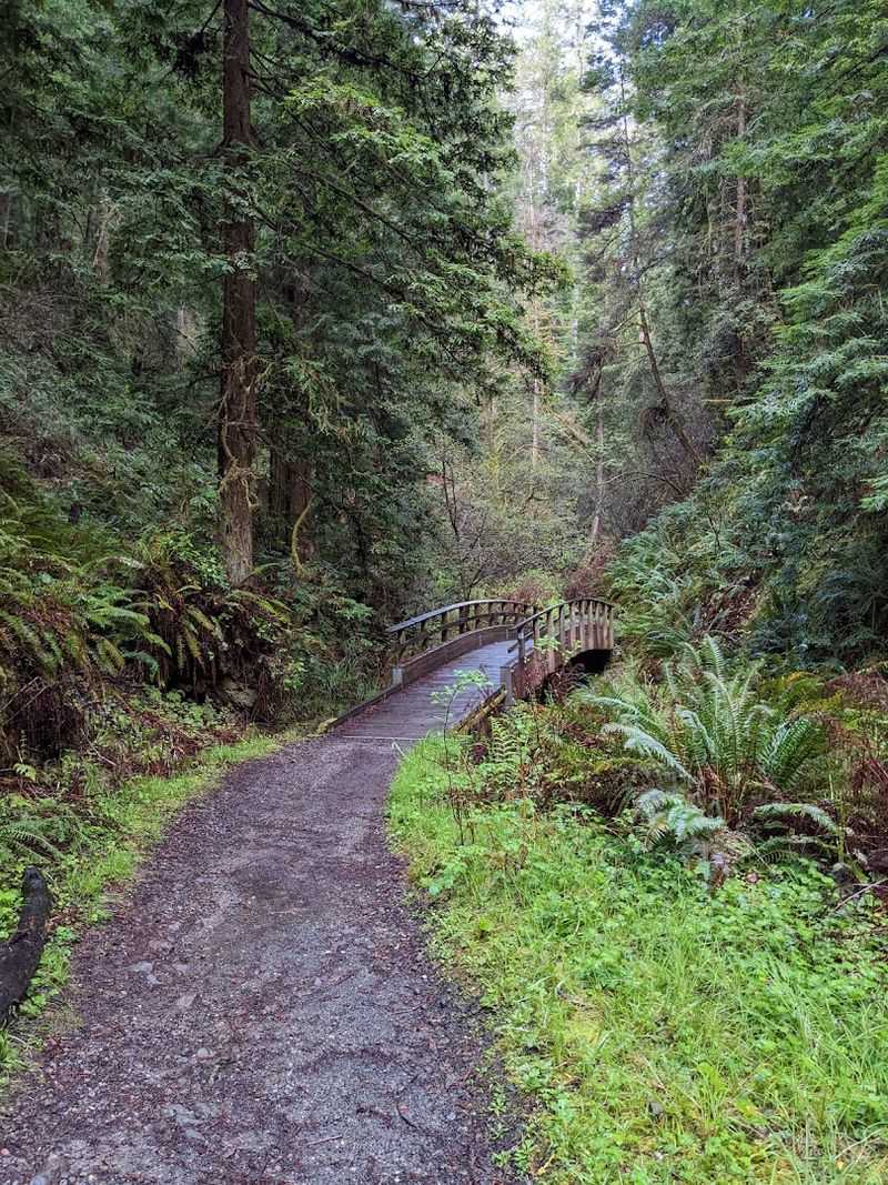 Fern Canyon Trail, Van Damme State Park