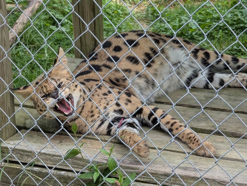 This North Carolina Sanctuary Gives Rescued Tigers A Permanent Home And Only Lets Visitors Inside On Guided Tours - Decor Hint You May Also Meet Lions, Cougars, Caracals, And Servals