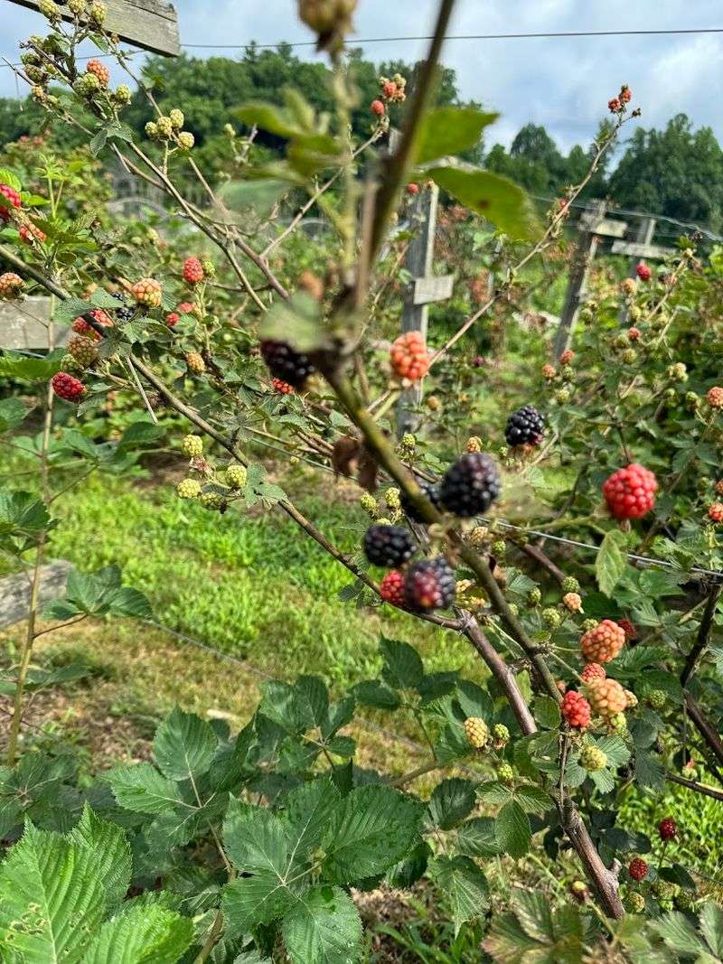 These North Carolina Blackberry Farms Are Entering Their Sweetest Picking Weeks - Decor Hint Queens Produce And Berry Farm