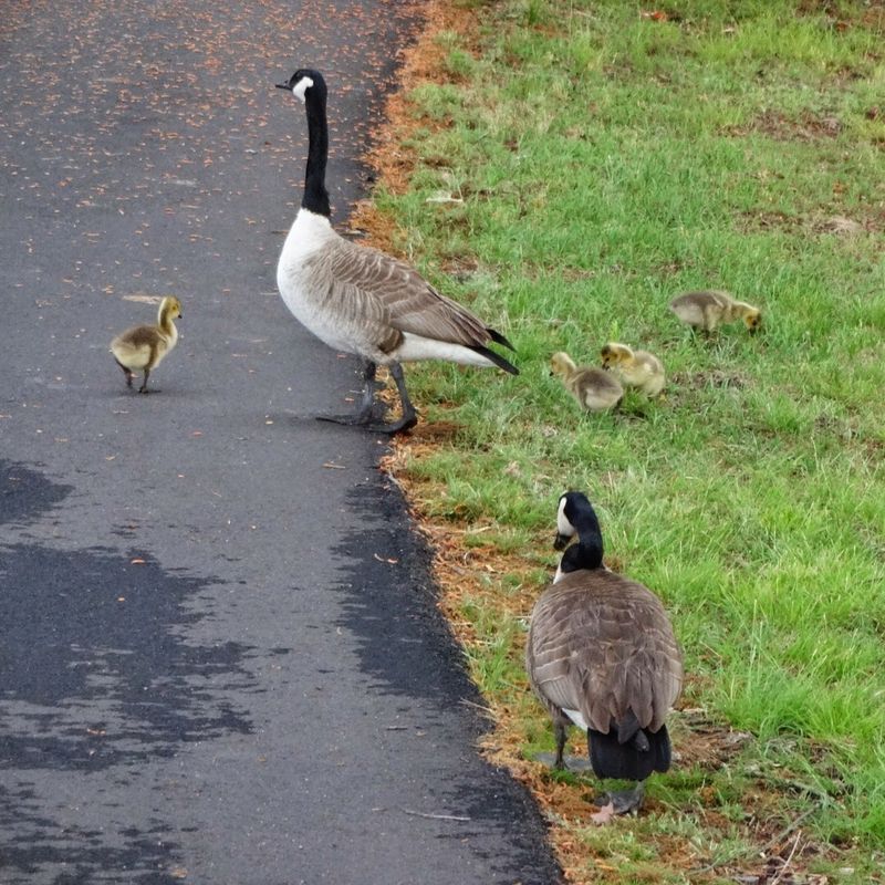 Wildlife Watching That Surprises Even Seasoned Naturalists
