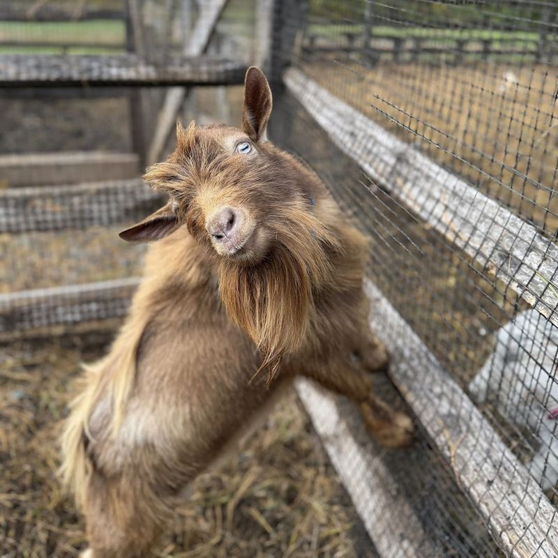 This Connecticut Animal Sanctuary Is Worth Visiting For Its One-Of-A-Kind Animal Yoga Sessions - Decor Hint Friendly Goats At The Heart Of The Farm