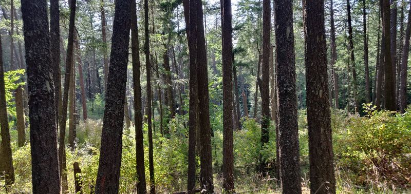 Idler's Rest Nature Preserve Trails