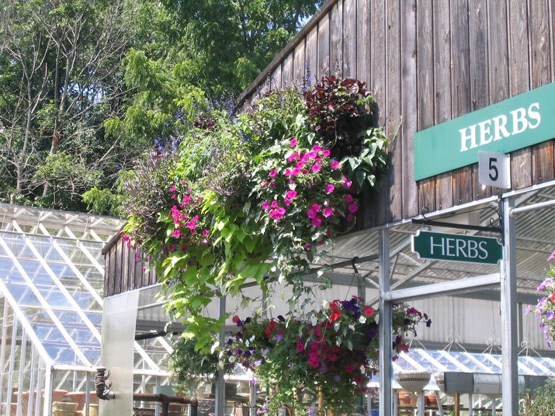 Gilbertie's Garden Center, Westport 
