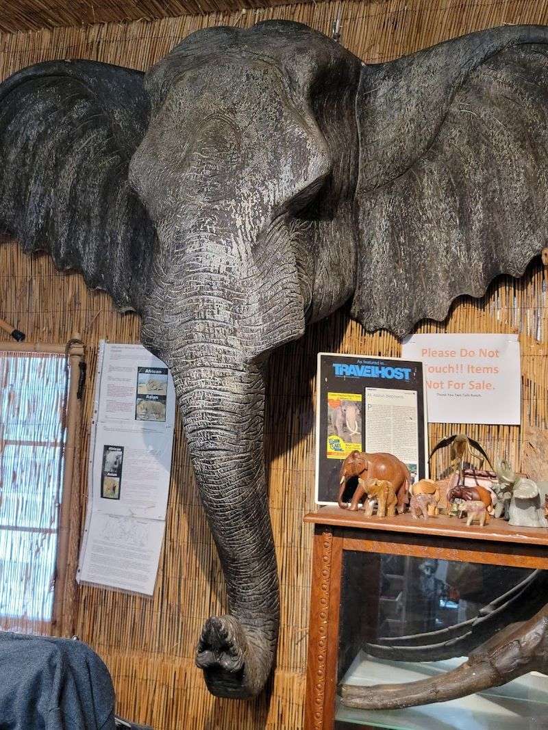 A Ranch With Real Elephant Roots
