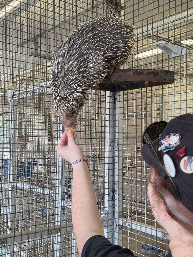 The Animals You Will Actually Meet